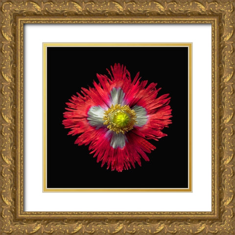 Poppy ~ Danish Flag Gold Ornate Wood Framed Art Print with Double Matting by Reynolds, Richard