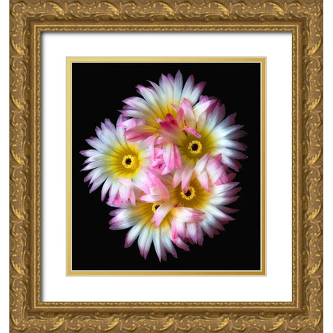 Pink Yellow Ball Cactus Gold Ornate Wood Framed Art Print with Double Matting by Reynolds, Richard
