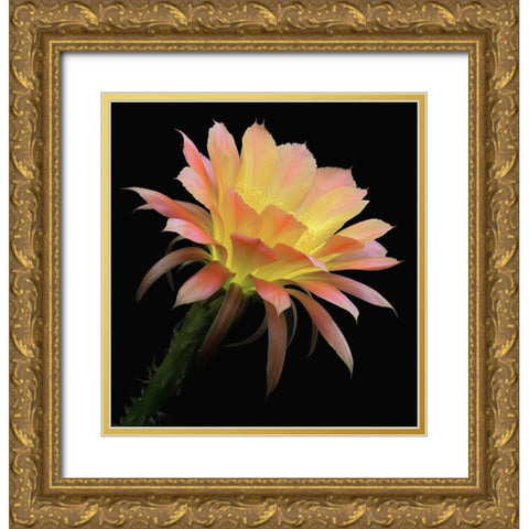 Echinopsis Cactus Napea Gold Ornate Wood Framed Art Print with Double Matting by Reynolds, Richard