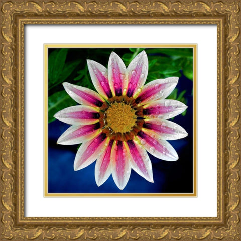 Gazania Gold Ornate Wood Framed Art Print with Double Matting by Reynolds, Richard