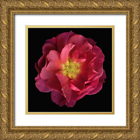 Cinco De Mayo Gold Ornate Wood Framed Art Print with Double Matting by Reynolds, Richard