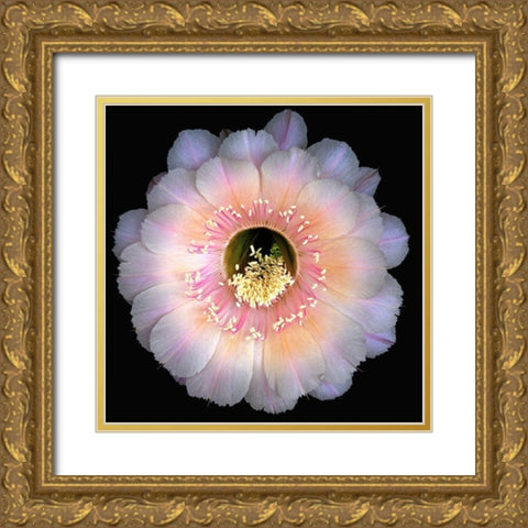 Echinopsis Cactus Keepsake Gold Ornate Wood Framed Art Print with Double Matting by Reynolds, Richard