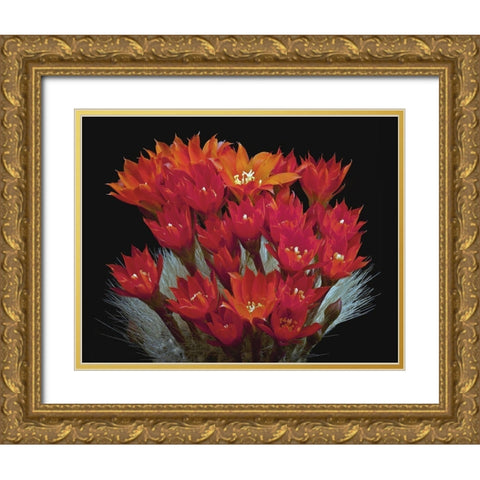 Rebutia Albipilosa - White-Haired Crown Cactus Gold Ornate Wood Framed Art Print with Double Matting by Reynolds, Richard