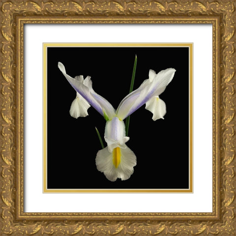 Dutch Iris 2 Gold Ornate Wood Framed Art Print with Double Matting by Reynolds, Richard