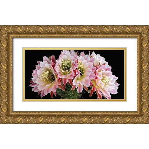 Trichocereus Cactus Flying Saucer Gold Ornate Wood Framed Art Print with Double Matting by Reynolds, Richard