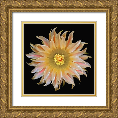 Eriosyce Carrizalensis Gold Ornate Wood Framed Art Print with Double Matting by Reynolds, Richard