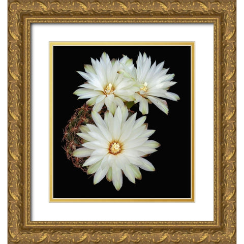 Gymnocalycium Mesopotamicum Gold Ornate Wood Framed Art Print with Double Matting by Reynolds, Richard