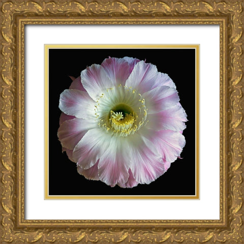 Echinopsis Cactus Gossamer Gold Ornate Wood Framed Art Print with Double Matting by Reynolds, Richard