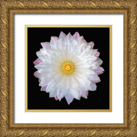 Thelocactus Hexaedrophorus Gold Ornate Wood Framed Art Print with Double Matting by Reynolds, Richard