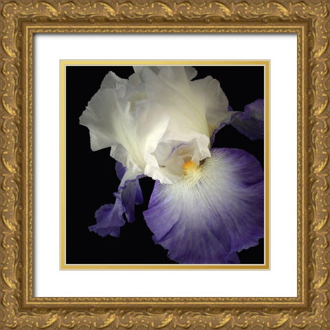 Tall Bearded Iris 9 Gold Ornate Wood Framed Art Print with Double Matting by Reynolds, Richard