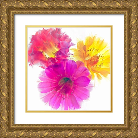 Three Echinopsis Gold Ornate Wood Framed Art Print with Double Matting by Reynolds, Richard