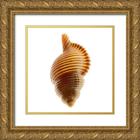 Linatella Succinta Gold Ornate Wood Framed Art Print with Double Matting by Reynolds, Richard