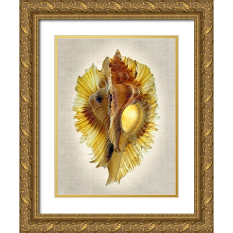 Miyoko Murex Gold Ornate Wood Framed Art Print with Double Matting by Reynolds, Richard