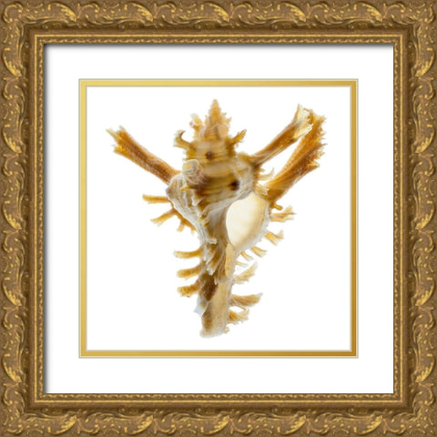 Banks Murex 2 Gold Ornate Wood Framed Art Print with Double Matting by Reynolds, Richard