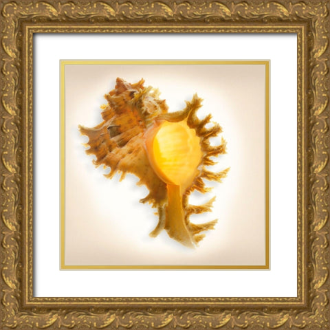 Branched Murex Gold Ornate Wood Framed Art Print with Double Matting by Reynolds, Richard