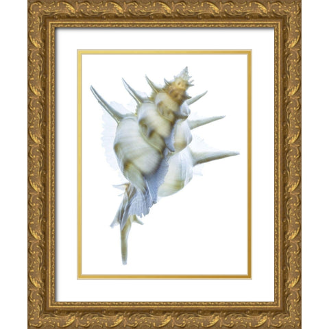 Murex Alabaster I Gold Ornate Wood Framed Art Print with Double Matting by Reynolds, Richard
