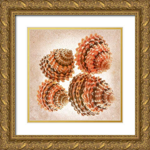 Tectarus Coronatus Gold Ornate Wood Framed Art Print with Double Matting by Reynolds, Richard