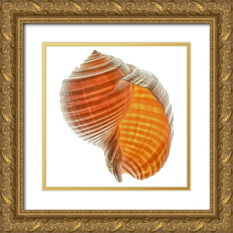 Tonna Galea Gold Ornate Wood Framed Art Print with Double Matting by Reynolds, Richard