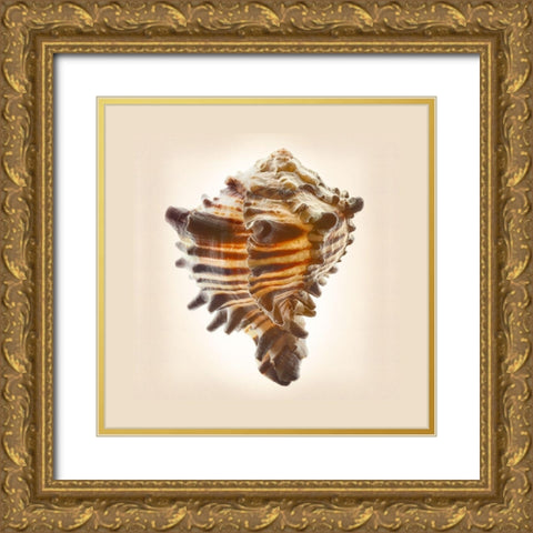 Hexaplex Nigritus Gold Ornate Wood Framed Art Print with Double Matting by Reynolds, Richard