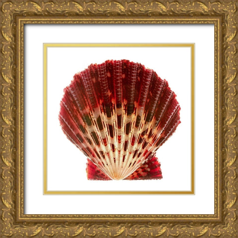 Scallop 2 Gold Ornate Wood Framed Art Print with Double Matting by Reynolds, Richard