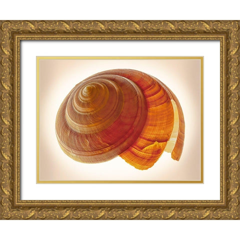 Bayerotrochus Teramachii Gold Ornate Wood Framed Art Print with Double Matting by Reynolds, Richard