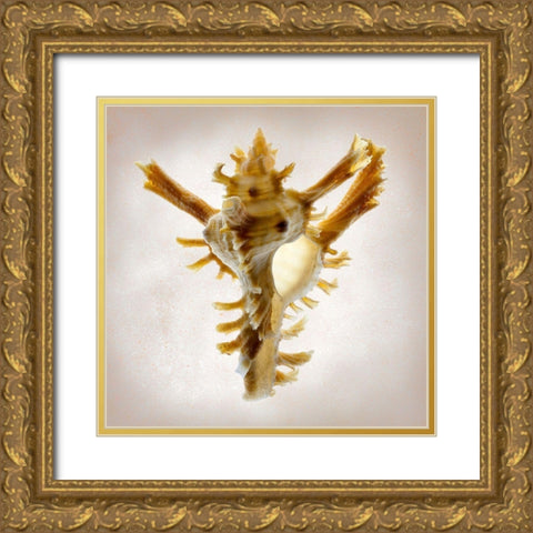 Banks Murex Gold Ornate Wood Framed Art Print with Double Matting by Reynolds, Richard