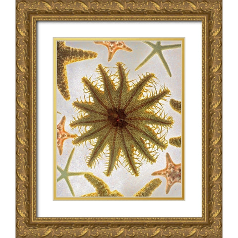 Starfish Medley Gold Ornate Wood Framed Art Print with Double Matting by Reynolds, Richard