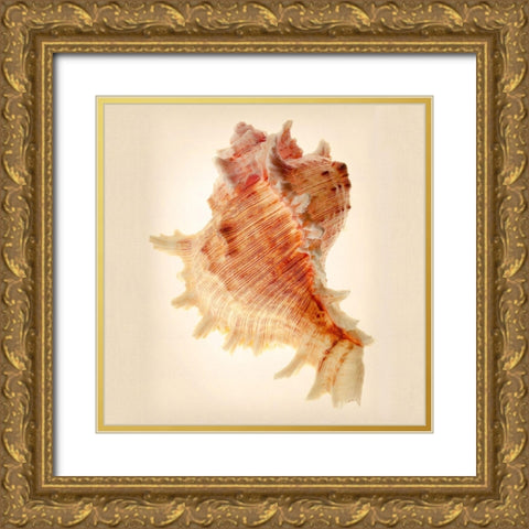 Murex Gold Ornate Wood Framed Art Print with Double Matting by Reynolds, Richard