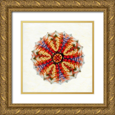Sea Urchin 2 Gold Ornate Wood Framed Art Print with Double Matting by Reynolds, Richard