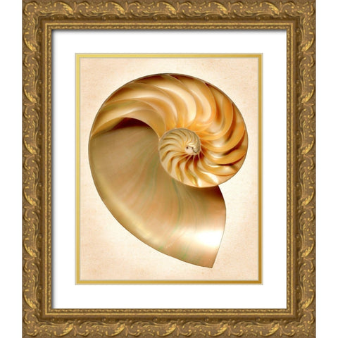 Nautilus Section Gold Ornate Wood Framed Art Print with Double Matting by Reynolds, Richard