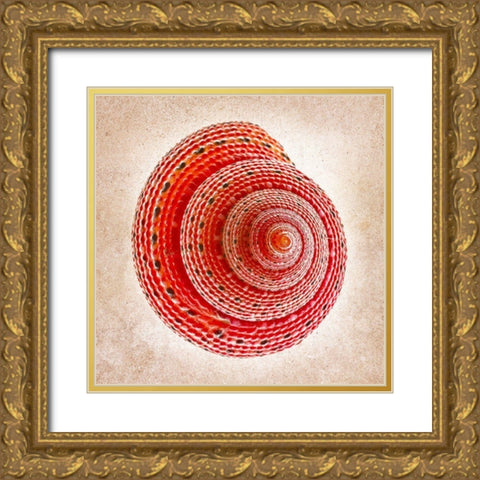 Clanculus Puniceus Gold Ornate Wood Framed Art Print with Double Matting by Reynolds, Richard