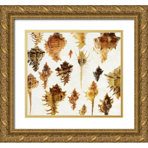 Murex Assemblage 2 Gold Ornate Wood Framed Art Print with Double Matting by Reynolds, Richard