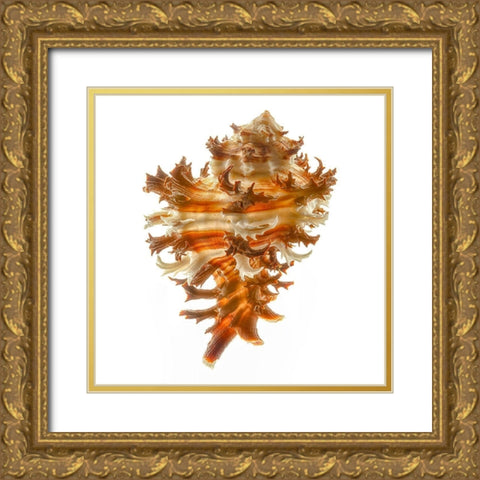 Hexaplex Cichoreum Gold Ornate Wood Framed Art Print with Double Matting by Reynolds, Richard