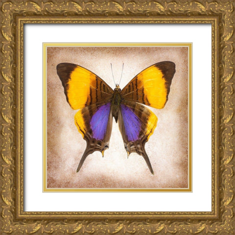 Pansy Daggerwing Gold Ornate Wood Framed Art Print with Double Matting by Reynolds, Richard