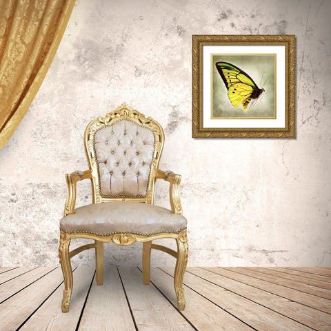 Goliath Birdwing Gold Ornate Wood Framed Art Print with Double Matting by Reynolds, Richard