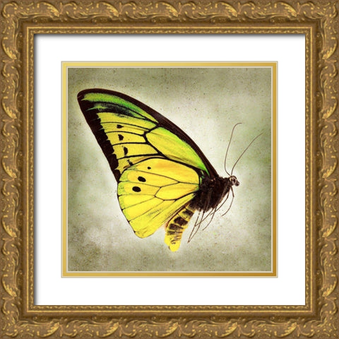 Goliath Birdwing Gold Ornate Wood Framed Art Print with Double Matting by Reynolds, Richard