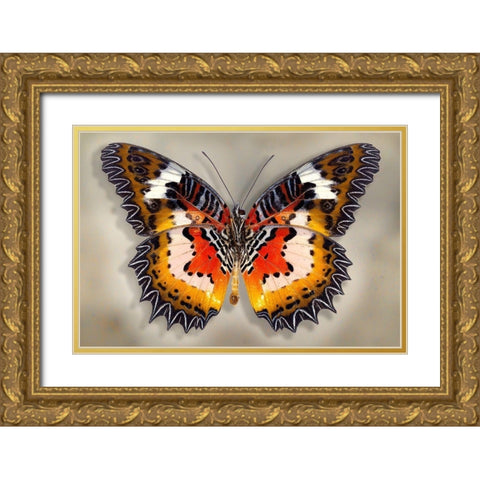 Malay Lacewing Gold Ornate Wood Framed Art Print with Double Matting by Reynolds, Richard