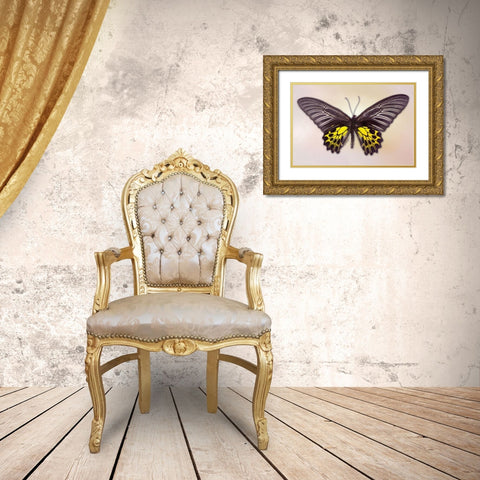 Golden Birdwing Gold Ornate Wood Framed Art Print with Double Matting by Reynolds, Richard