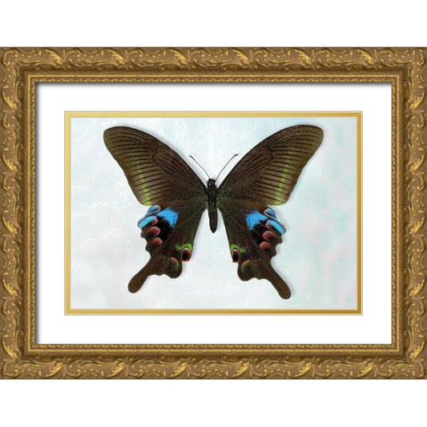 Blue Peacock Gold Ornate Wood Framed Art Print with Double Matting by Reynolds, Richard