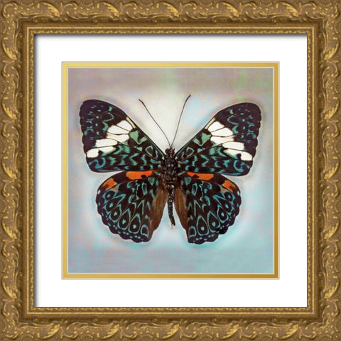 Cracker Butterfly Gold Ornate Wood Framed Art Print with Double Matting by Reynolds, Richard