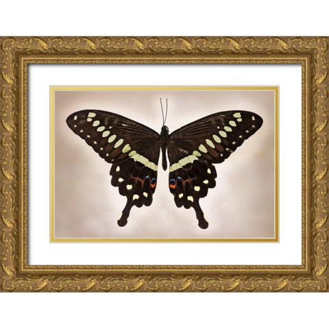 Papilio Lormieri Gold Ornate Wood Framed Art Print with Double Matting by Reynolds, Richard