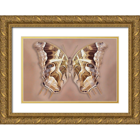Charaxes Analava - Underside Gold Ornate Wood Framed Art Print with Double Matting by Reynolds, Richard