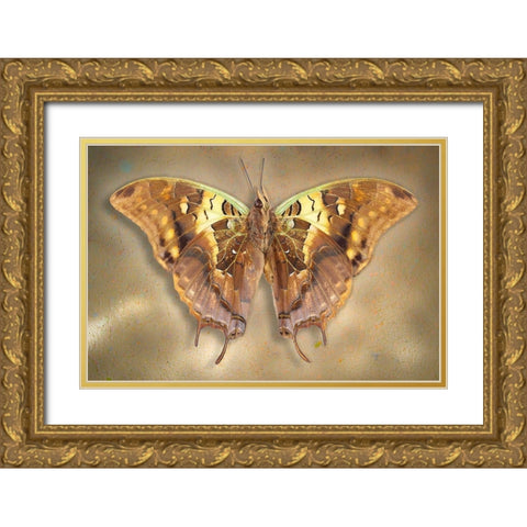Madagascar Green Veined Charaxes Gold Ornate Wood Framed Art Print with Double Matting by Reynolds, Richard