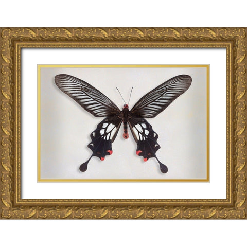 Common Clubtail Gold Ornate Wood Framed Art Print with Double Matting by Reynolds, Richard