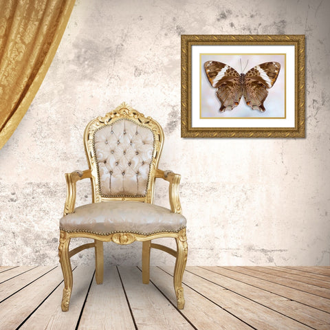 Prothoe Semperi Semperi Gold Ornate Wood Framed Art Print with Double Matting by Reynolds, Richard