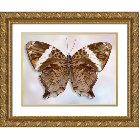 Prothoe Semperi Semperi Gold Ornate Wood Framed Art Print with Double Matting by Reynolds, Richard