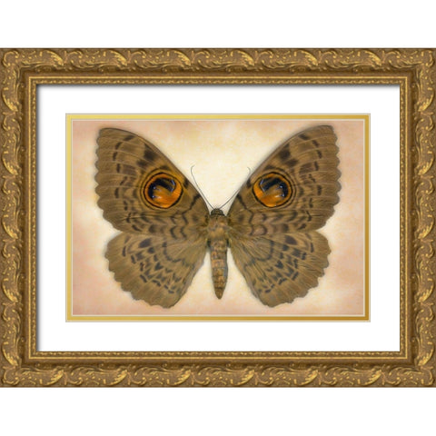 Owlet Moth Gold Ornate Wood Framed Art Print with Double Matting by Reynolds, Richard