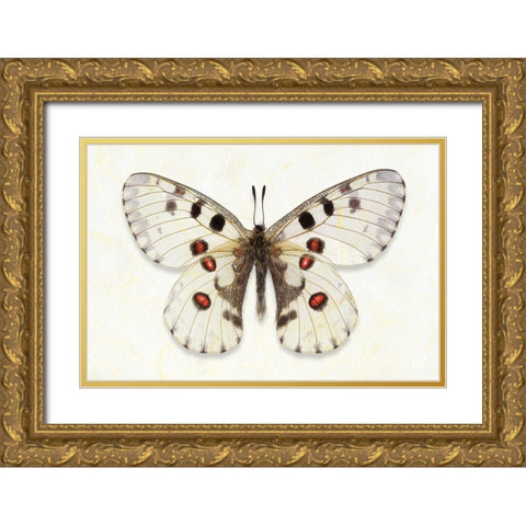 Nomion Apollo Gold Ornate Wood Framed Art Print with Double Matting by Reynolds, Richard
