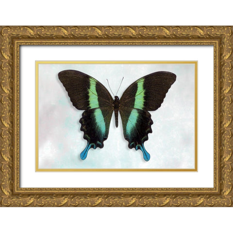 Green Swallowtail Gold Ornate Wood Framed Art Print with Double Matting by Reynolds, Richard