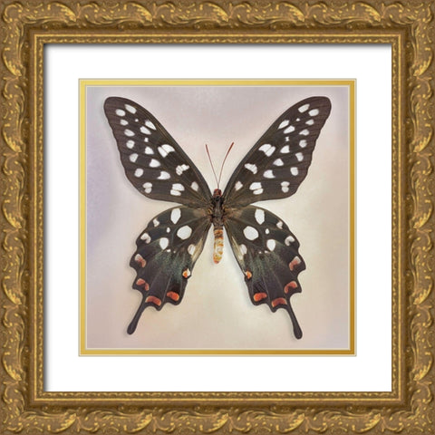 Madagascan Swallowtail Gold Ornate Wood Framed Art Print with Double Matting by Reynolds, Richard